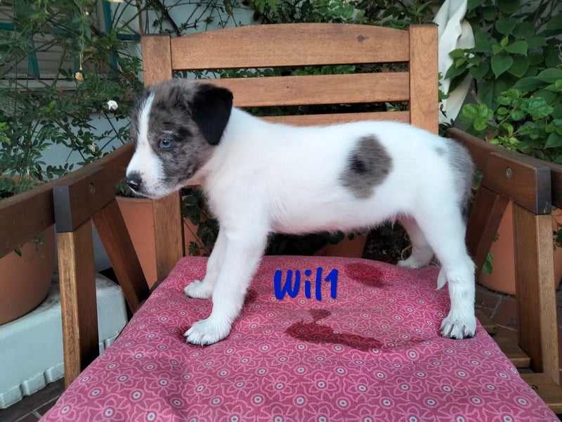 Wil geb. 05/2025 (ESP) - sportlicher Border-Collie-Mix Welpe!