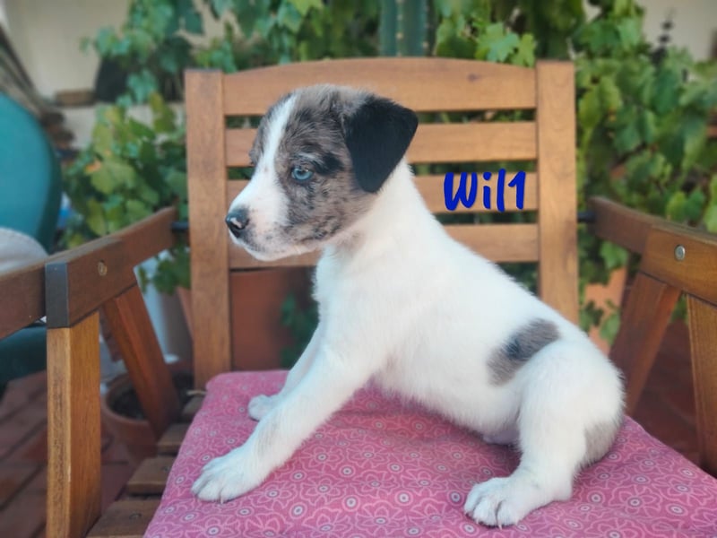 Wil geb. 05/2025 (ESP) - sportlicher Border-Collie-Mix Welpe!