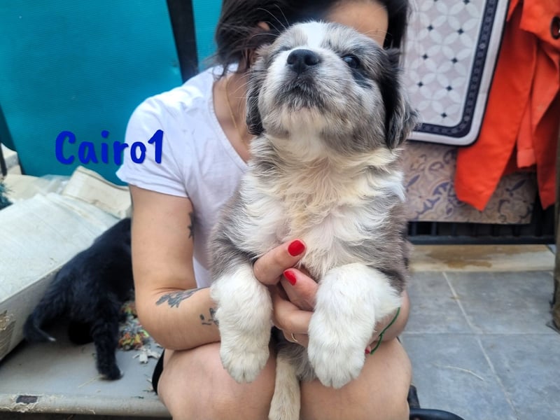 Cairo1 geb. 05/2025 (ESP) - verspielter Border-Collie-Mix Welpe!