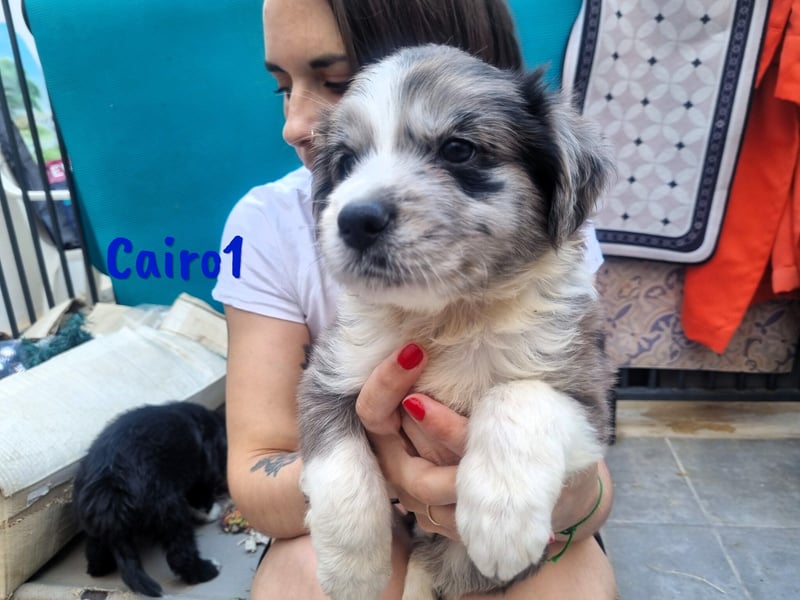 Cairo1 geb. 05/2025 (ESP) - verspielter Border-Collie-Mix Welpe!