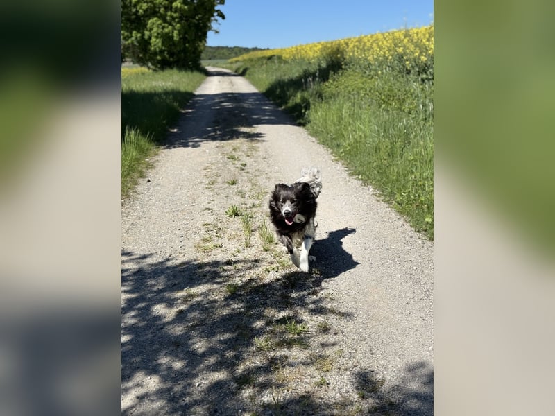 Deckrüde Border Collie