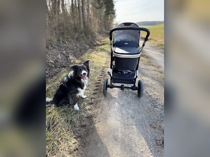 Deckrüde Border Collie