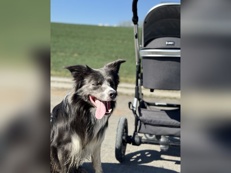 Deckrüde Border Collie