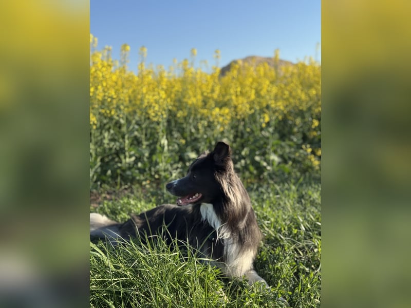 Deckrüde Border Collie