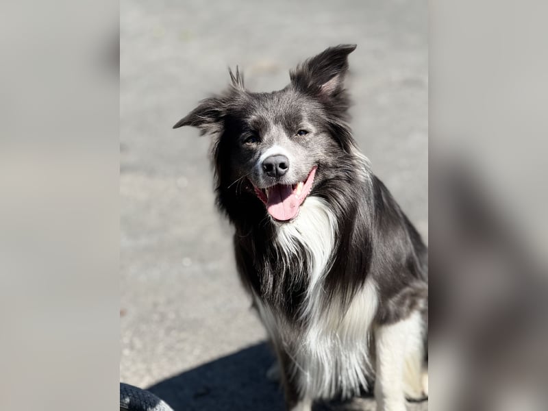 Deckrüde Border Collie