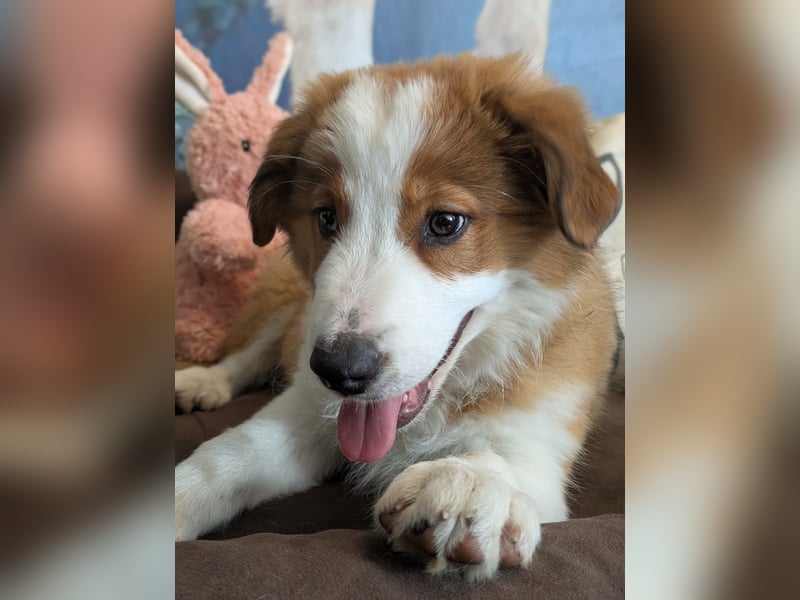 Reinrassige Border Collie Welpen mit Papieren!