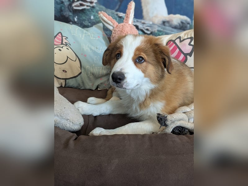 Reinrassige Border Collie Welpen mit Papieren!