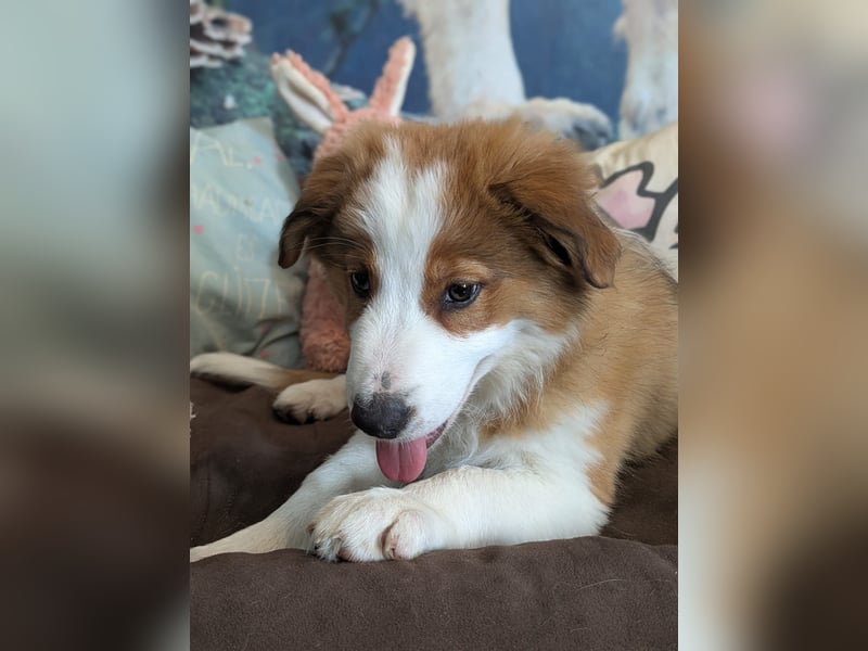 Reinrassige Border Collie Welpen mit Papieren!