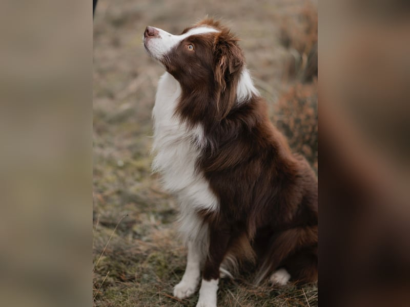 Wurf Ankündigung,  reinrassige Border Collie Welpen mit Papieren!!