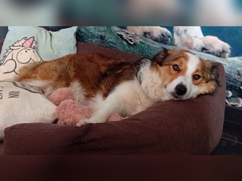 Wurf Ankündigung,  reinrassige Border Collie Welpen mit Papieren!!