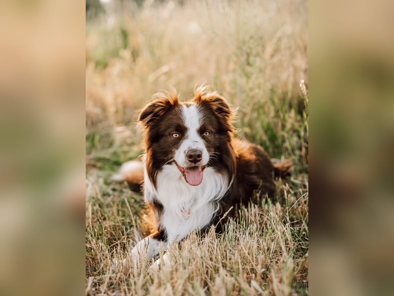 Wurf Ankündigung,  reinrassige Border Collie Welpen mit Papieren!!