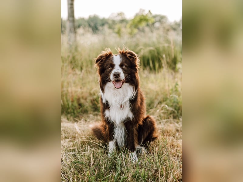 Wurf Ankündigung,  reinrassige Border Collie Welpen mit Papieren!!