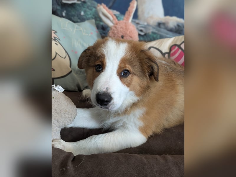 Reinrassige Border Collie Welpen mit Papieren!