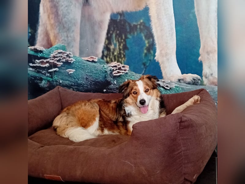 Wurf Ankündigung,  reinrassige Border Collie Welpen mit Papieren!!