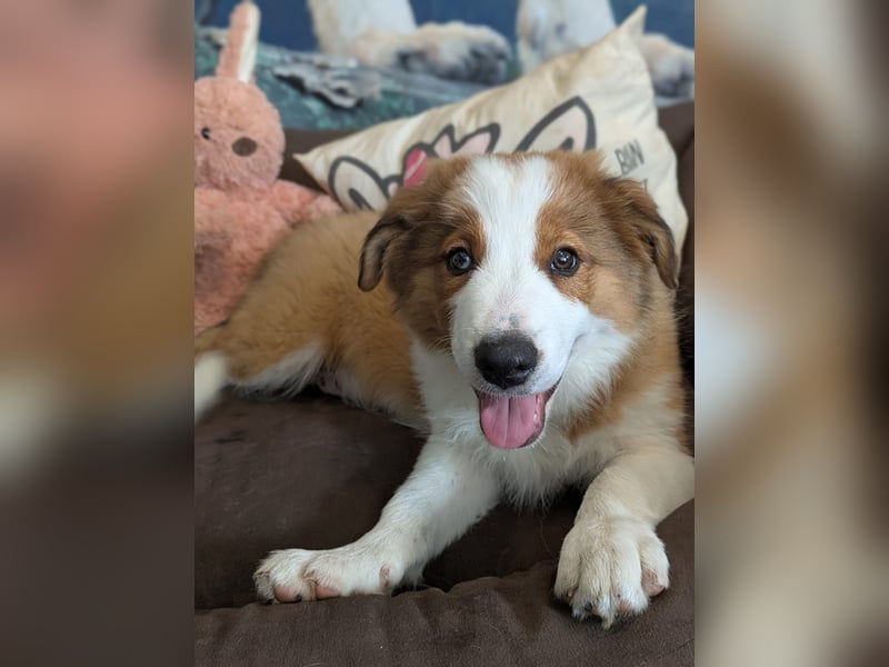 Reinrassige Border Collie Welpen mit Papieren!