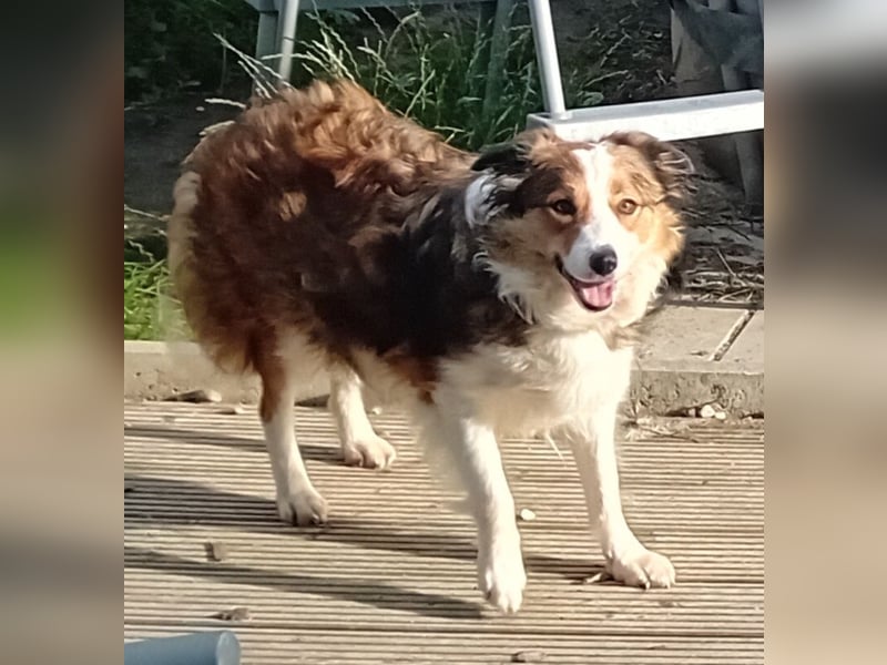 Wurf Ankündigung,  reinrassige Border Collie Welpen mit Papieren!!