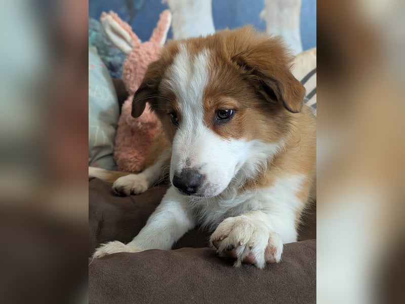 Reinrassige Border Collie Welpen mit Papieren!