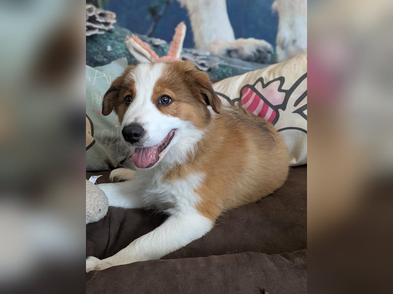Reinrassige Border Collie Welpen mit Papieren!