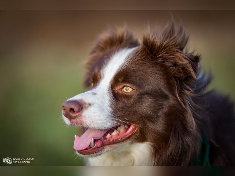 Wurf Ankündigung,  reinrassige Border Collie Welpen mit Papieren!!