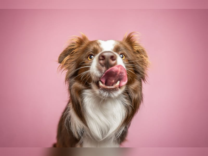 Wurf Ankündigung,  reinrassige Border Collie Welpen mit Papieren!!