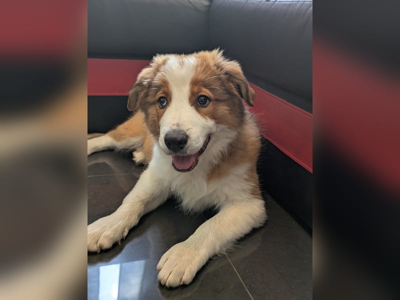 Reinrassige Border Collie Welpen mit Papieren!