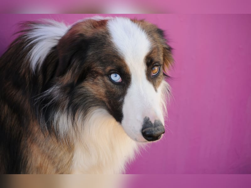 Darf Chico bei Ihnen ein Leben als Hund führen?