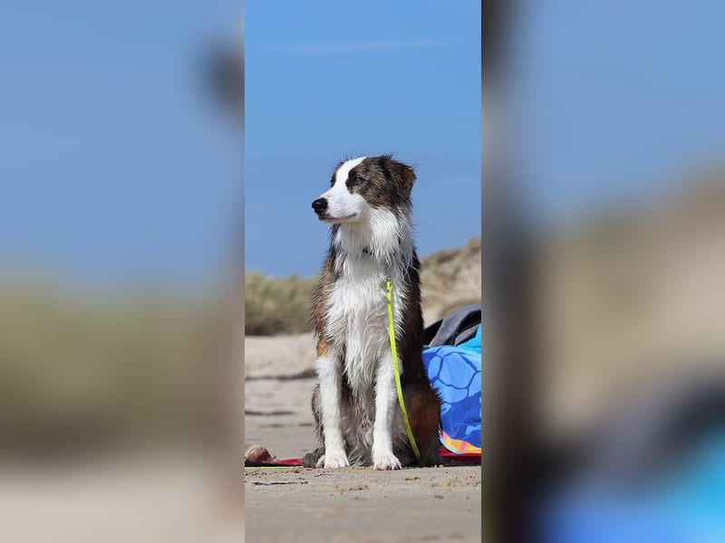 Darf Chico bei Ihnen ein Leben als Hund führen?