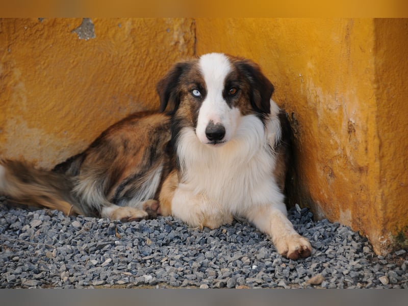 Darf Chico bei Ihnen ein Leben als Hund führen?