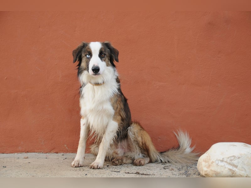 Darf Chico bei Ihnen ein Leben als Hund führen?