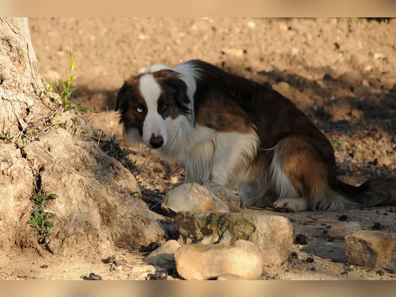 Darf Chico bei Ihnen ein Leben als Hund führen?