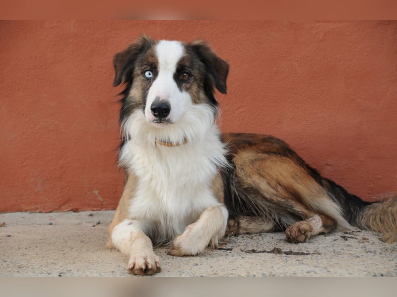 Darf Chico bei Ihnen ein Leben als Hund führen?