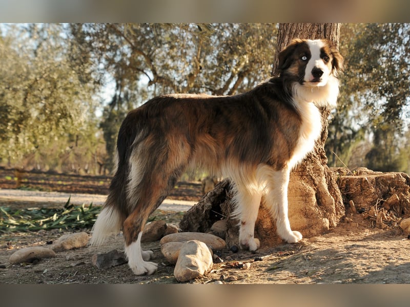 Darf Chico bei Ihnen ein Leben als Hund führen?