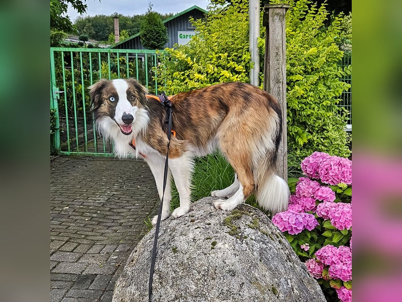 Darf Chico bei Ihnen ein Leben als Hund führen?