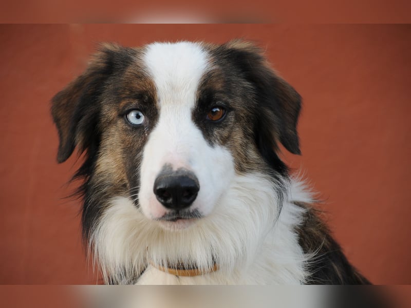 Darf Chico bei Ihnen ein Leben als Hund führen?