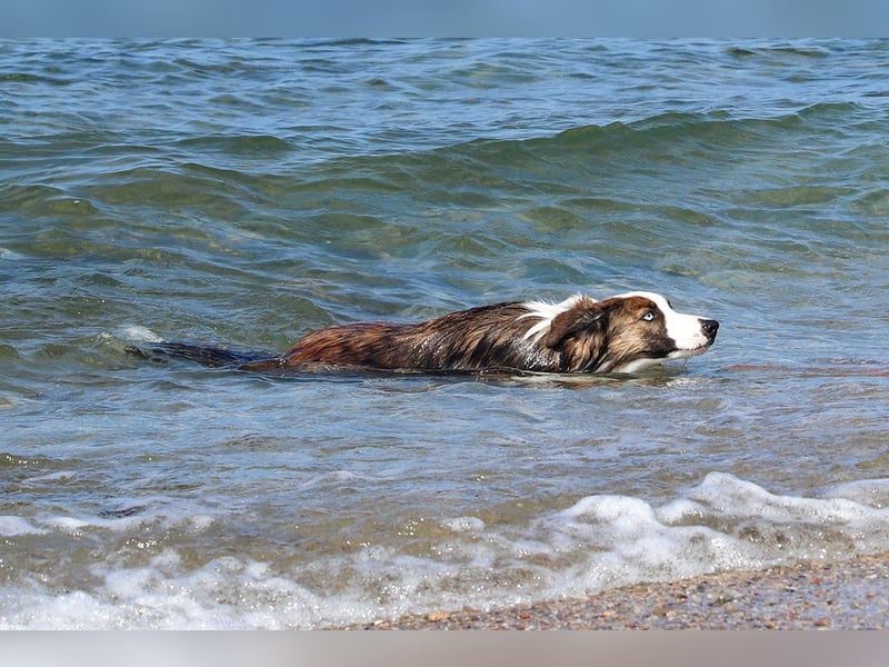 Darf Chico bei Ihnen ein Leben als Hund führen?