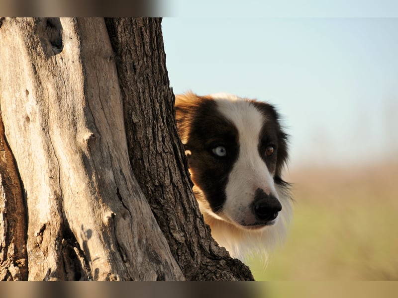Darf Chico bei Ihnen ein Leben als Hund führen?