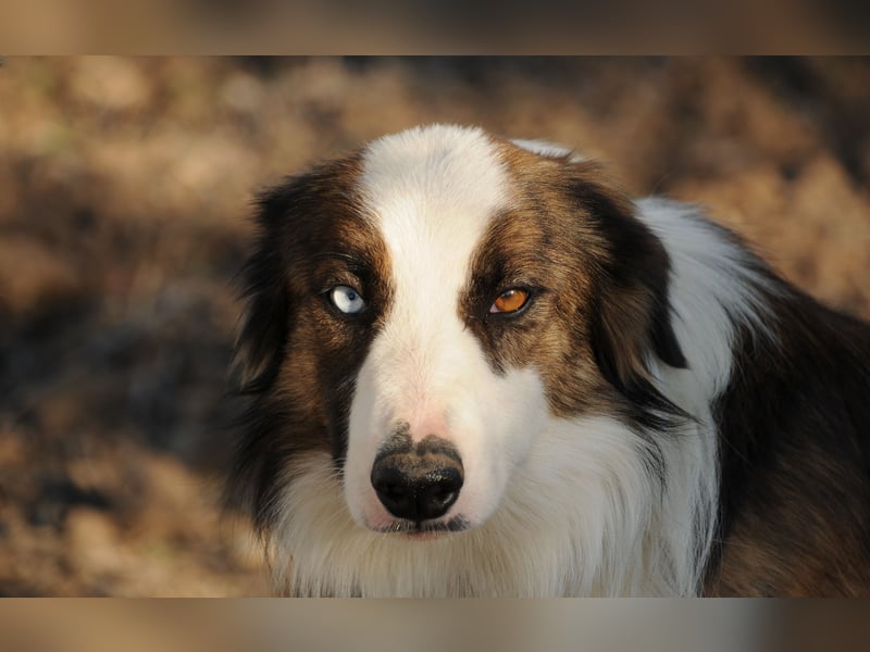 Darf Chico bei Ihnen ein Leben als Hund führen?