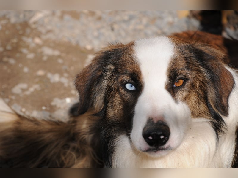 Darf Chico bei Ihnen ein Leben als Hund führen?