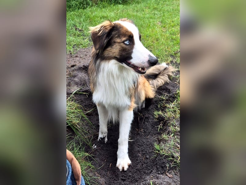 Darf Chico bei Ihnen ein Leben als Hund führen?