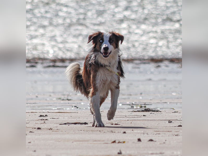 Darf Chico bei Ihnen ein Leben als Hund führen?