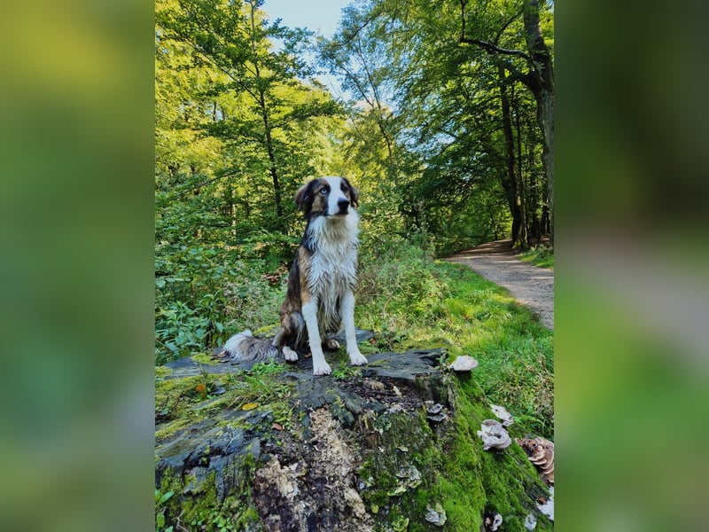 Darf Chico bei Ihnen ein Leben als Hund führen?