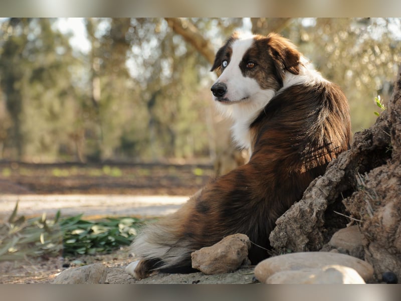 Darf Chico bei Ihnen ein Leben als Hund führen?