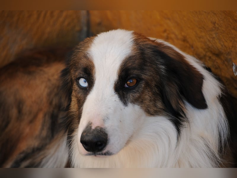 Darf Chico bei Ihnen ein Leben als Hund führen?