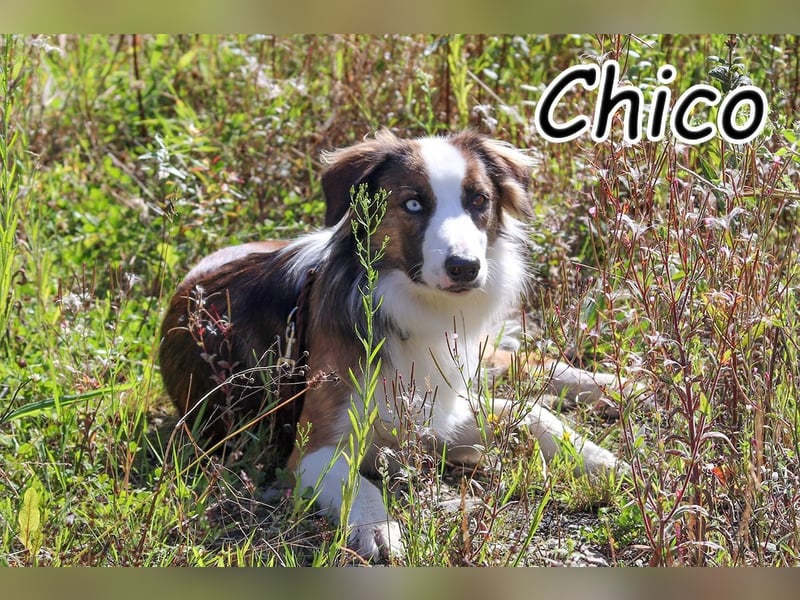 Darf Chico bei Ihnen ein Leben als Hund führen?