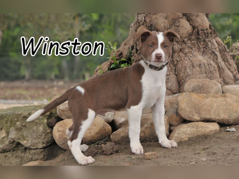 Checken Sie für Winston seine Zukunft ab?
