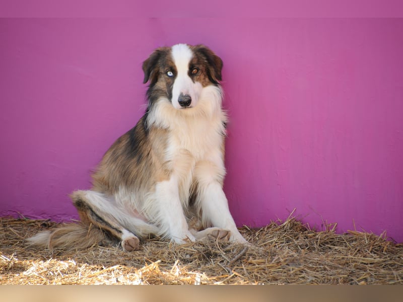 Darf Chico bei Ihnen ein Leben als Hund führen?