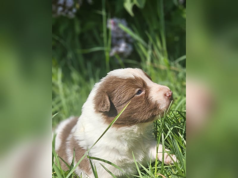 Border Collie Welpen -  Rüden und Hündin