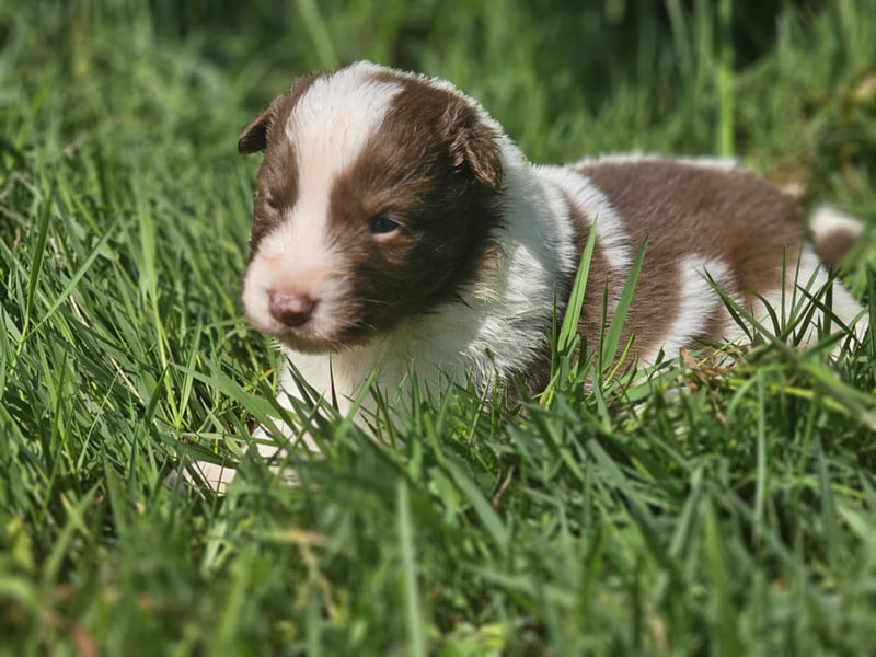 Border Collie Welpen -  Rüden und Hündin
