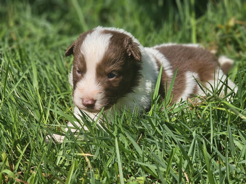 Border Collie Welpen -  Rüden und Hündin