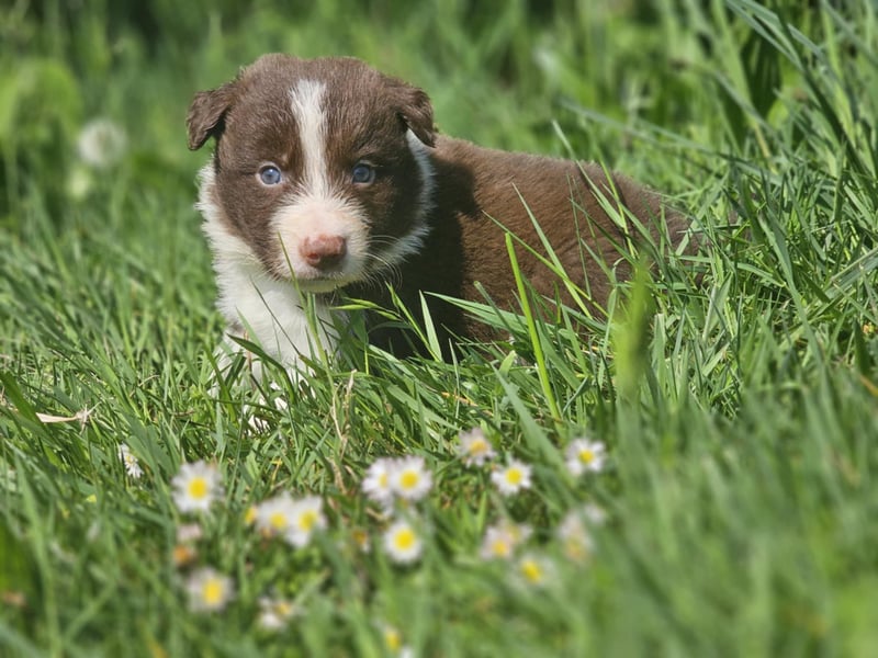 Border Collie Welpen -  Rüden und Hündin